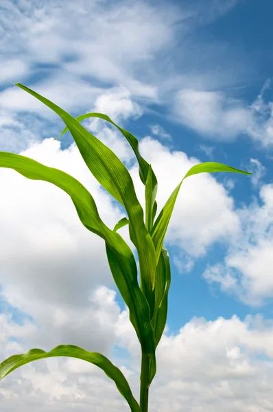 Einsamer Maisstängel vor bewölktem Sommerhimmel — Stockfoto