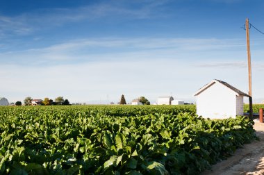 Pumphouse ve sugarbeets Merkezi Colorado