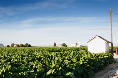 Pumphouse and Sugarbeets In Central Colorado clipart