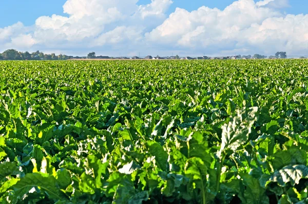 Sockerbetor fältet centralen colorado — Stockfoto