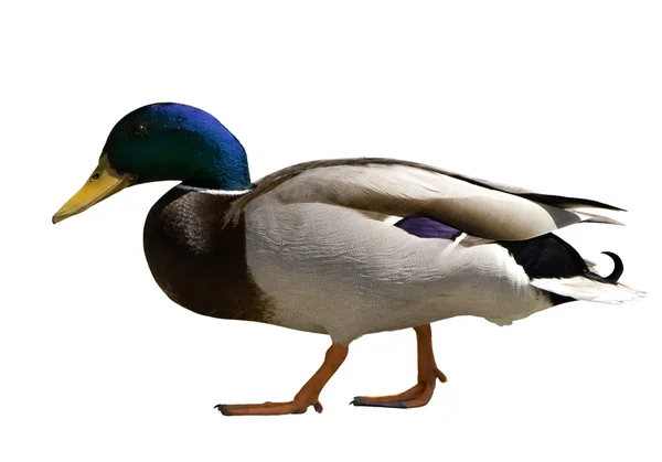 Stock image Wild duck