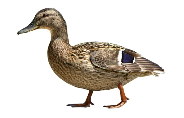 stock image Wild duck