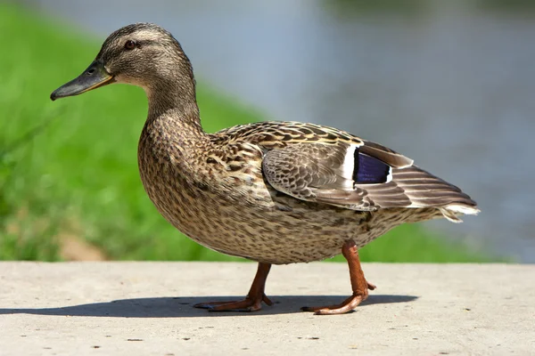 Stock image Wild duck