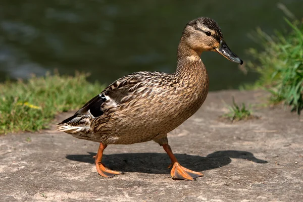 stock image Wild duck