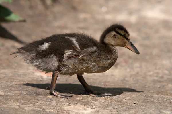 stock image Baby duck