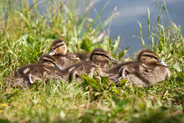 Baby ducks — Stock Photo, Image