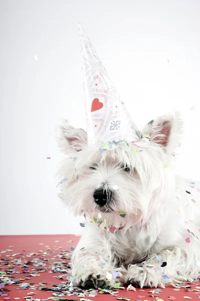 Festa do cão — Fotografia de Stock