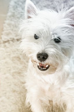 Batı Highland Beyaz Teriyeri