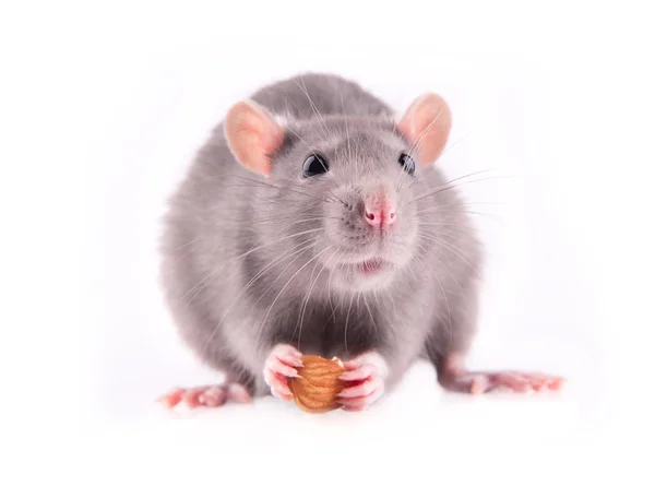 Szczur jedzenia migdałów — Zdjęcie stockowe