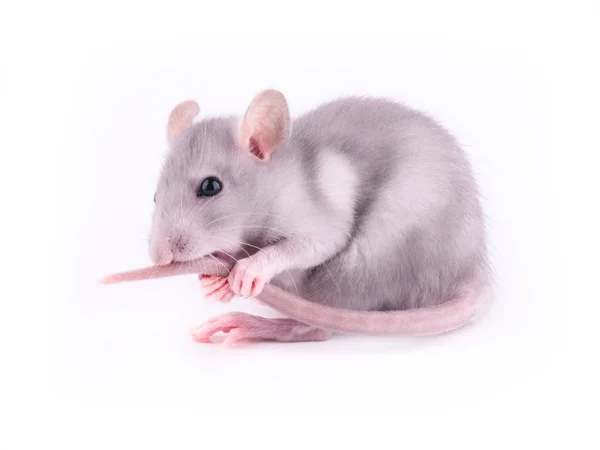 Baby rat wast zijn staart — Stockfoto