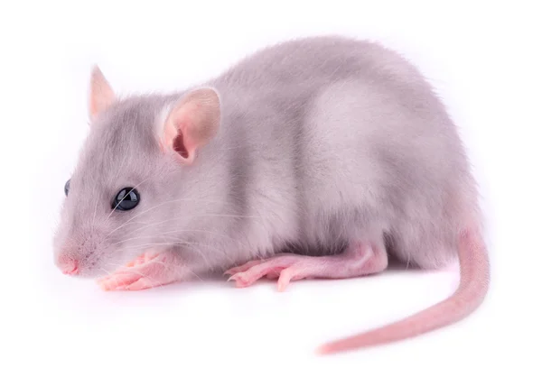 Dziecko szczur na białym tle — Zdjęcie stockowe