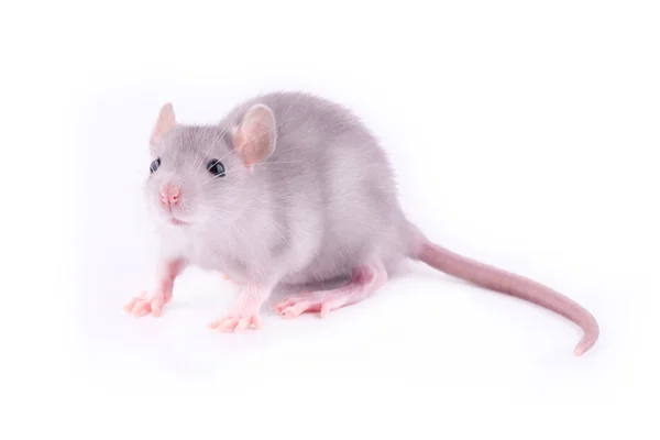 Baby rat geïsoleerd — Stockfoto