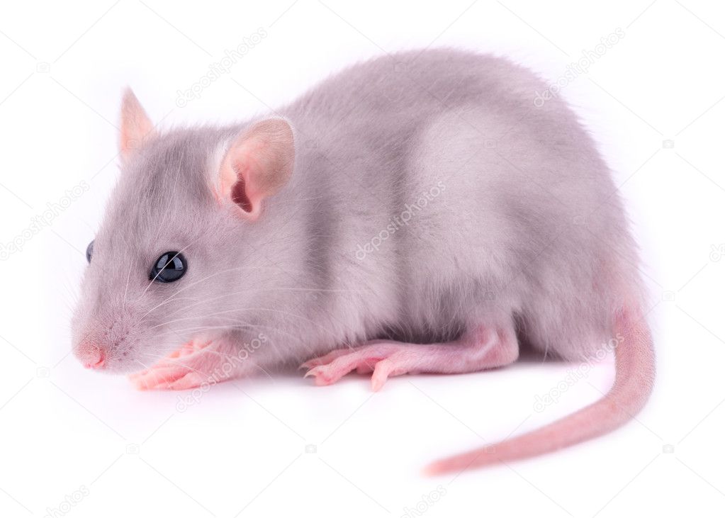 Baby rat isolated