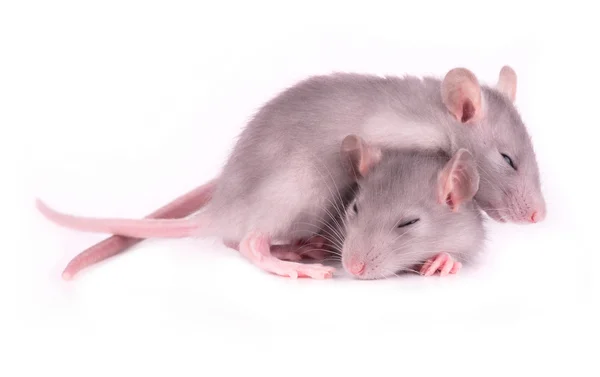 Две уставшие крысы спят на белом фоне (1 месяц ) — стоковое фото