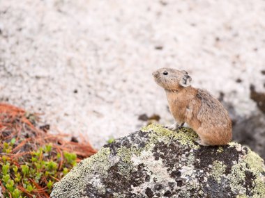 Pika (Ochotona Alpina) clipart