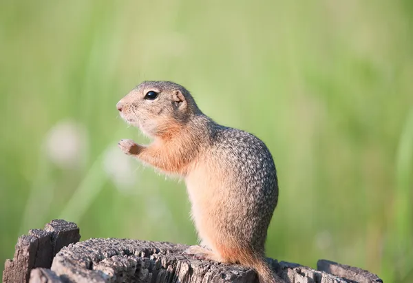 European ground squirrel — Stock Photo, Image