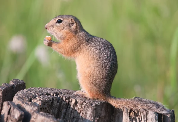 Eating souslik (gopher, ground squirrel) — Stock Photo, Image