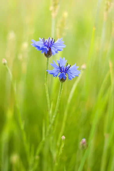 stock image Cornflowers in a field