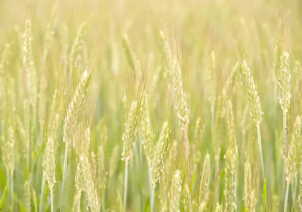 stock image Unripe rye