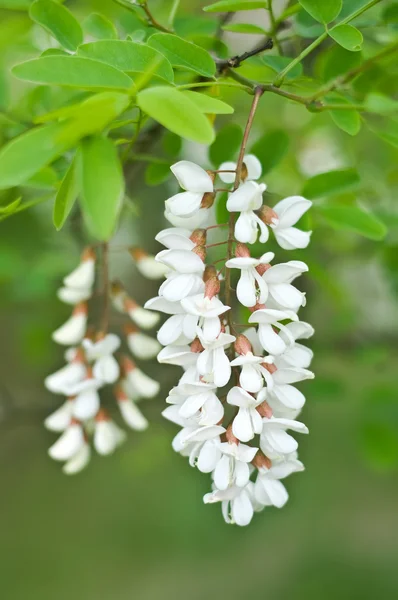 stock image Robinia pseudoacacia