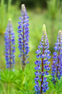 lupines