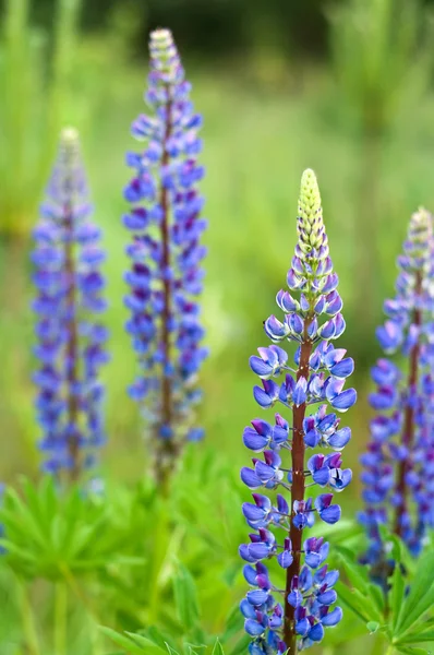 Lupines — Stock Photo, Image