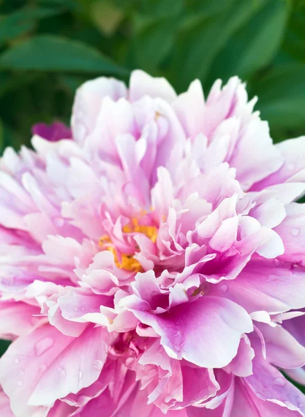 stock image Pink peony