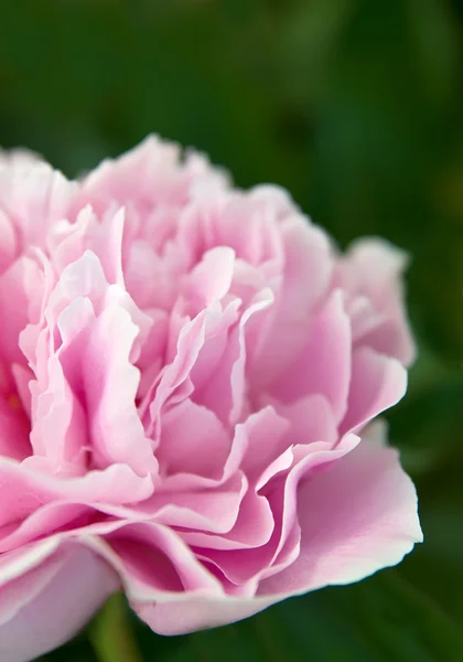 stock image Peony's close up