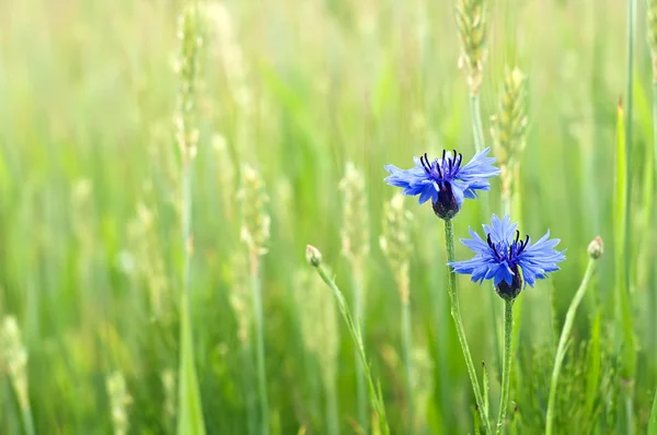 stock image Cornflowers in a field