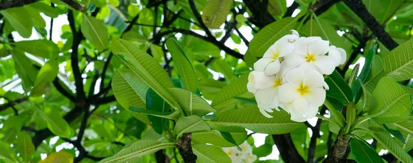 stock image Plumeria Blooms in Tree