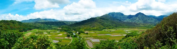 Taro-Felder auf Hawaii — Stockfoto