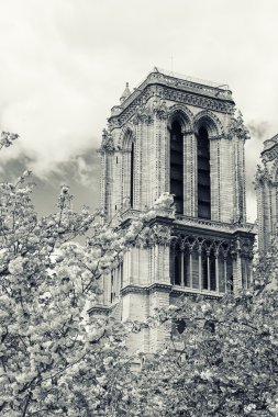 Notre dame de Paris