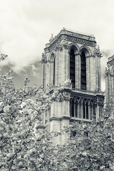 Notre Dame de Paris — Fotografie, imagine de stoc