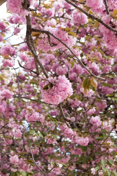 stock image Flowers