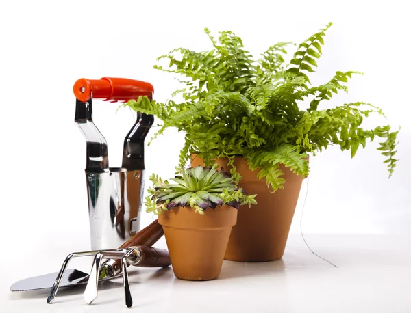 Garden tools on white background — Stock Photo, Image