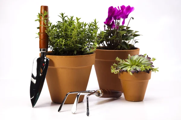 Garden tools on white background — Stock Photo, Image