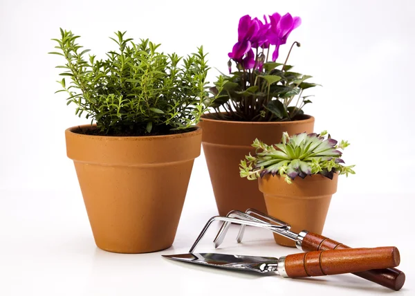 Flores y herramientas de jardín — Foto de Stock