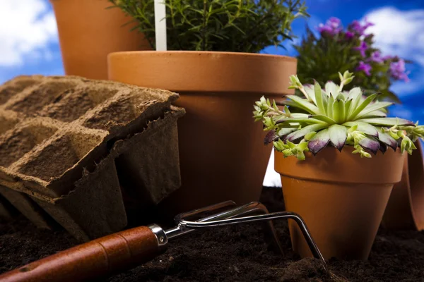Tuinieren apparatuur met plant — Stockfoto