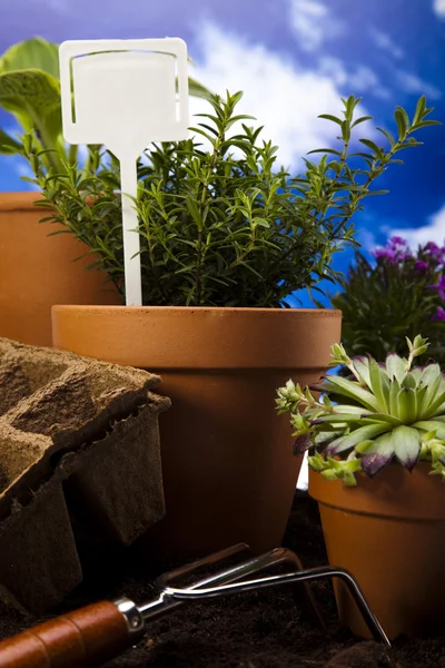 Gartengeräte mit Pflanze — Stockfoto