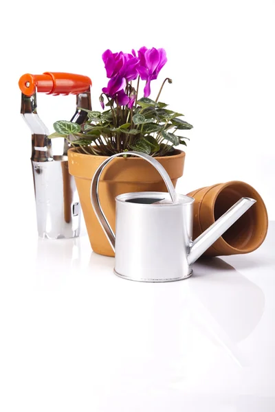 Gardening equipment with plant — Stock Photo, Image