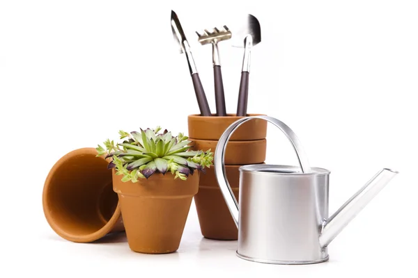 Flower and garden tools on white background — Stock Photo, Image