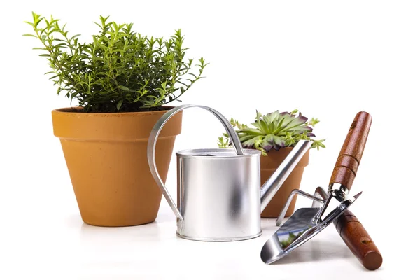 Gardening concept, work tools, plant — Stock Photo, Image