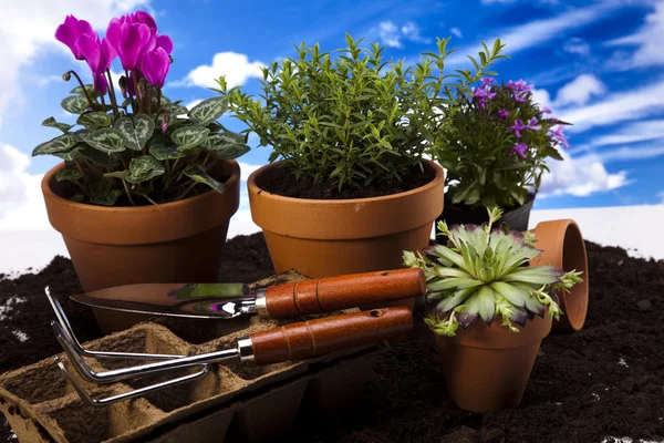 Flowers and garden tools on blue sky background — Stock Photo, Image