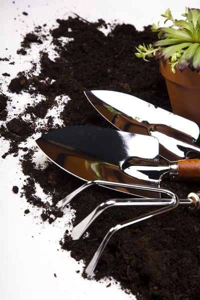 Gartenkonzept, Arbeitsgeräte, Pflanze — Stockfoto