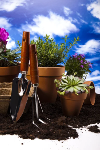 Flores y herramientas de jardín sobre fondo azul cielo —  Fotos de Stock