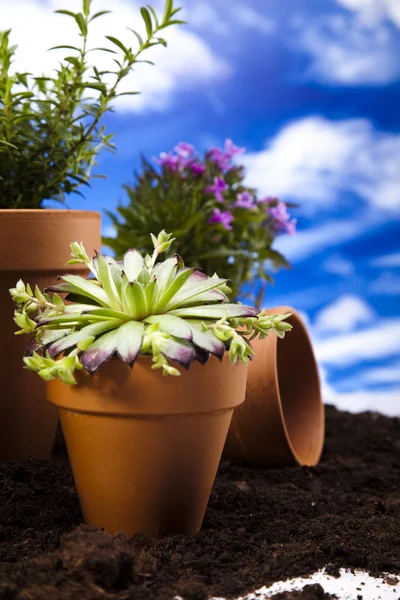 꽃과 푸른 하늘 배경 정원 도구 — 스톡 사진