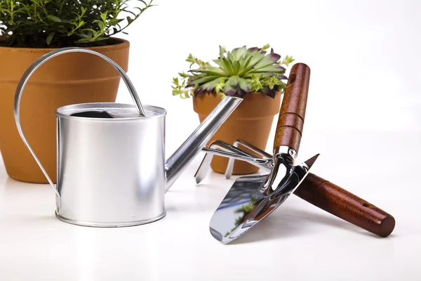 stock image Gardening concept, work tools, plant