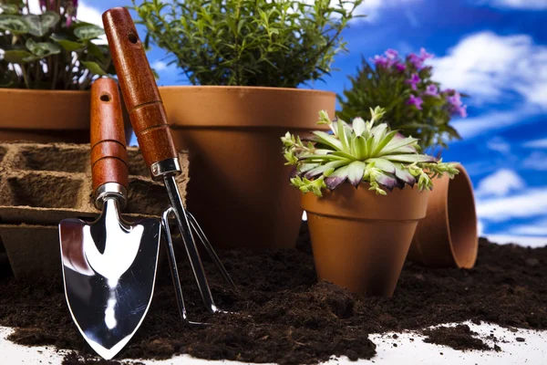 Flowers and garden tools on blue sky background — Stock Photo, Image