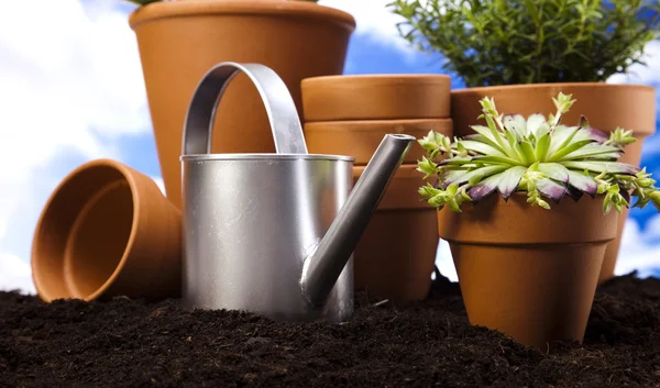 Trädgårdsarbete koncept, arbetsredskap, växt — Stockfoto