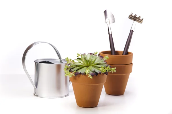 Flowers and garden tools on white background — Stock Photo, Image